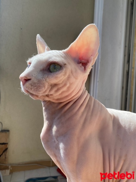 Sphynx, Kedi  jack fotoğrafı