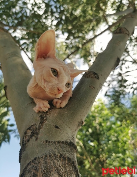 Sphynx, Kedi  jack fotoğrafı