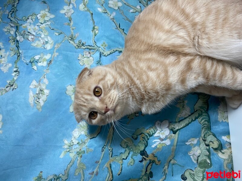 Scottish Fold, Kedi  Tarçın ? fotoğrafı