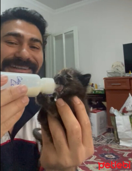 Tekir Kedi, Kedi  Cansu fotoğrafı
