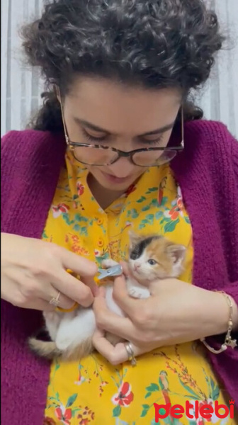 Tekir Kedi, Kedi  Ayla fotoğrafı