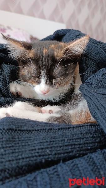 Tekir Kedi, Kedi  Hera fotoğrafı