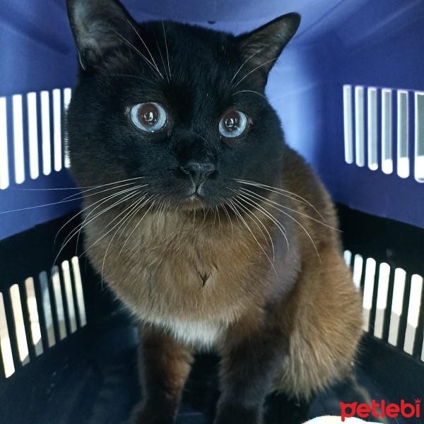 Siyam Kedisi, Kedi  Ponçik fotoğrafı