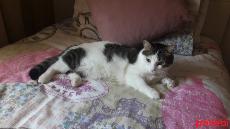 Tekir Kedi, Kedi  Pırıl fotoğrafı