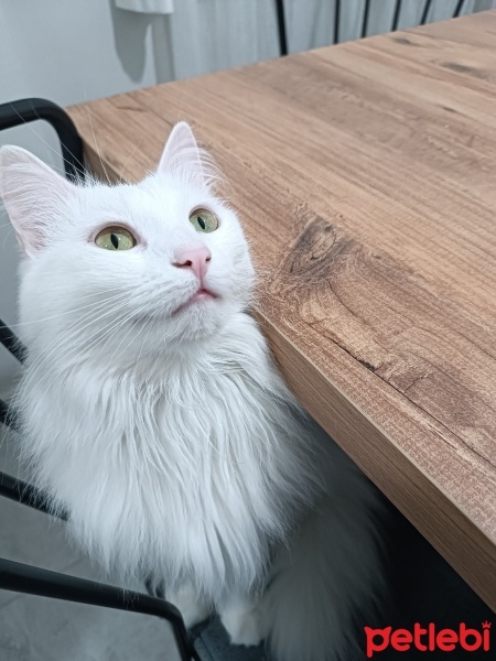 Ankara Kedisi, Kedi  Sütlaç fotoğrafı