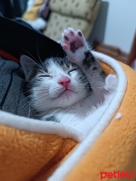 Tekir Kedi, Kedi  Şans fotoğrafı