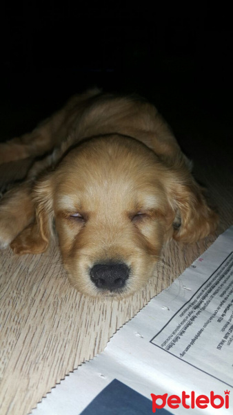 İngiliz Cocker Spaniel, Köpek  Karamel fotoğrafı