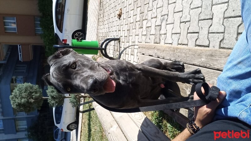 Cane Corso Italiano, Köpek  Uzi fotoğrafı