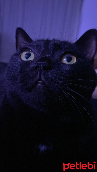 Bombay, Kedi  Luna fotoğrafı