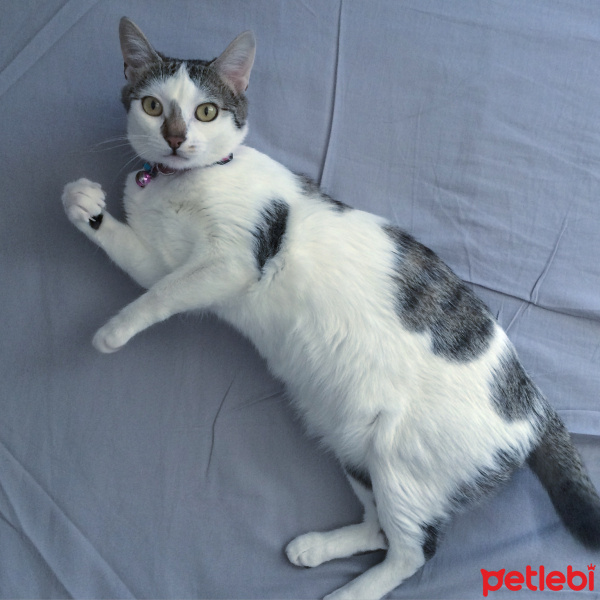 Tekir Kedi, Kedi  Mia fotoğrafı