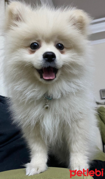 Pomeranyalı, Köpek  Gofret fotoğrafı
