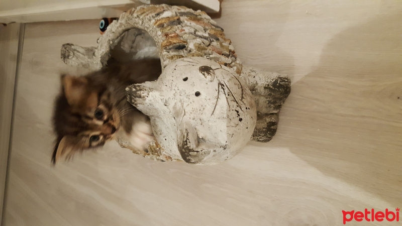 Tekir Kedi, Kedi  mini fotoğrafı