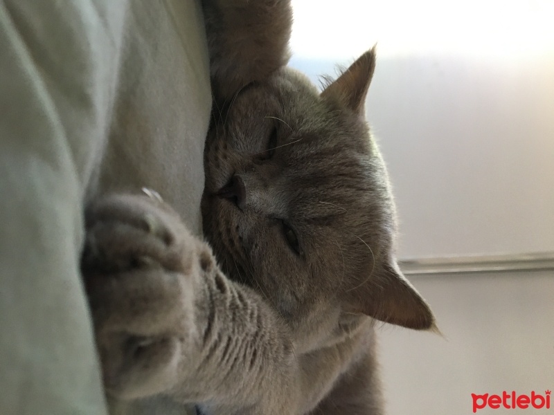 British Shorthair, Kedi  Pablo fotoğrafı