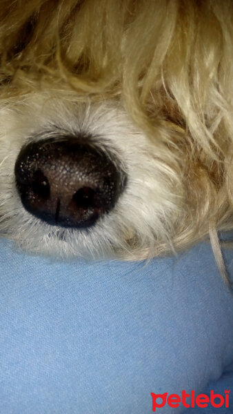 Fox Terrier (Wire), Köpek  Aşkım fotoğrafı