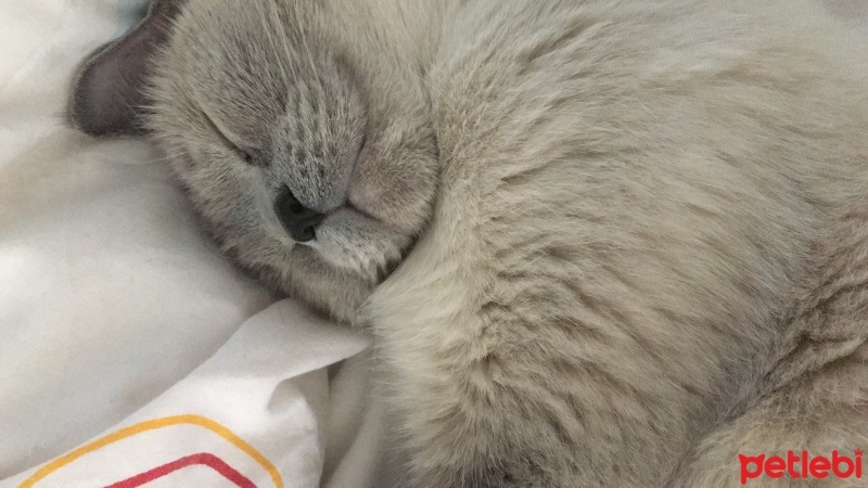 British Shorthair, Kedi  Mia fotoğrafı