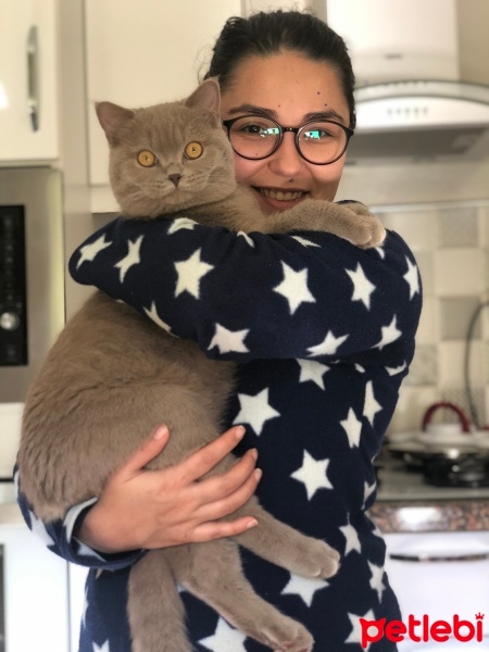 British Shorthair, Kedi  Mia fotoğrafı