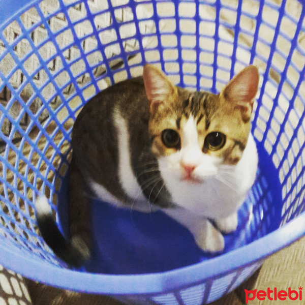 Tekir Kedi, Kedi  Badem fotoğrafı