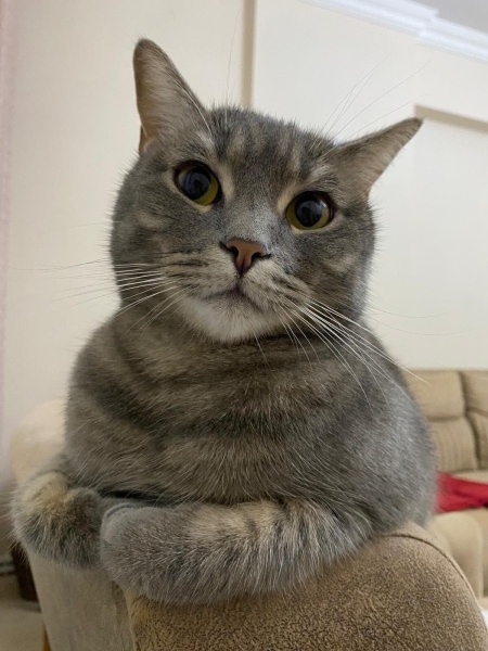 British Shorthair, Kedi  Bıdı fotoğrafı