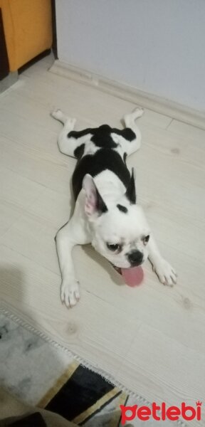 Fransız Bulldog, Köpek  Lina fotoğrafı