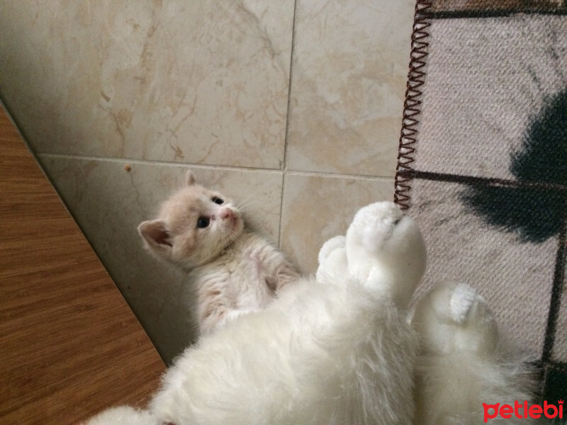 Tekir Kedi, Kedi  Mocha fotoğrafı