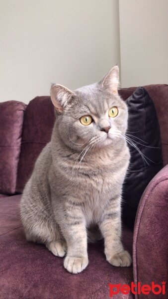 British Shorthair, Kedi  Neşet fotoğrafı