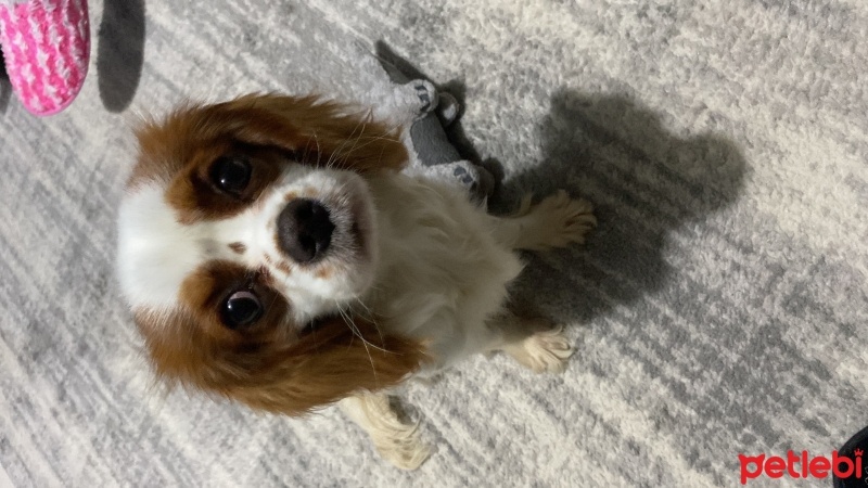King Charles Spaniel, Köpek  Ceku fotoğrafı