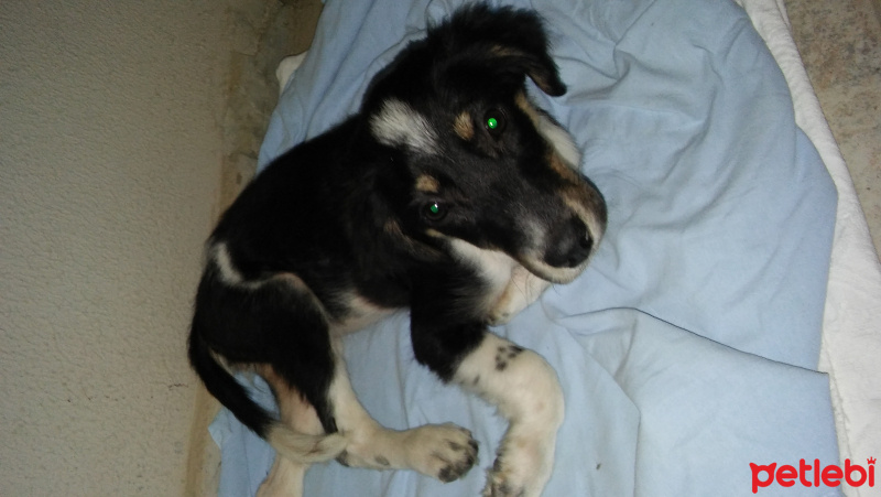 Aidi, Köpek  Gölge  fotoğrafı