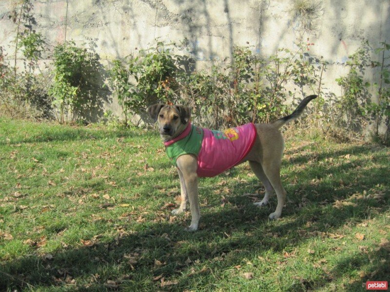 Sokö (Sokak Köpeği), Köpek  FINDIK fotoğrafı