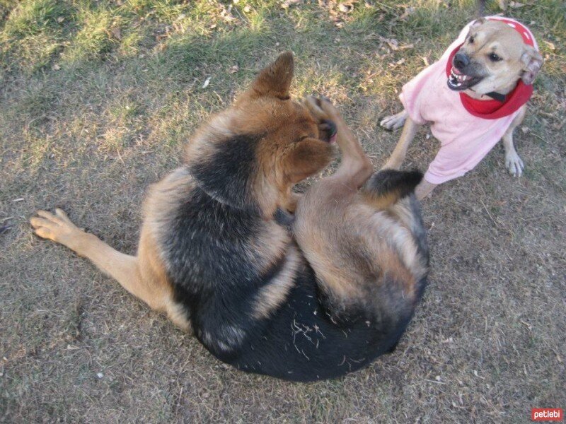 Sokö (Sokak Köpeği), Köpek  FINDIK fotoğrafı