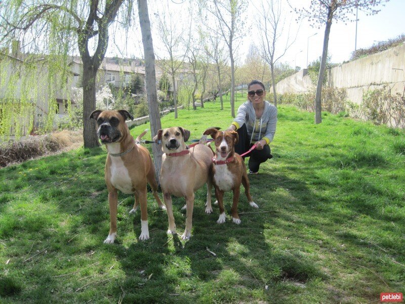 Sokö (Sokak Köpeği), Köpek  FINDIK fotoğrafı