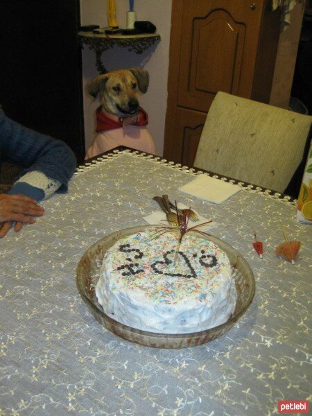 Sokö (Sokak Köpeği), Köpek  FINDIK fotoğrafı