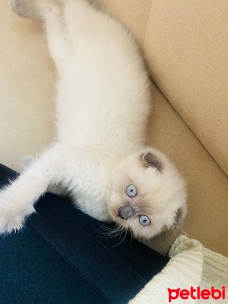 Scottish Fold, Kedi  Pamuk fotoğrafı