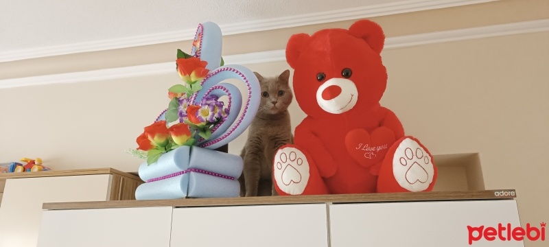 British Shorthair, Kedi  Pati fotoğrafı