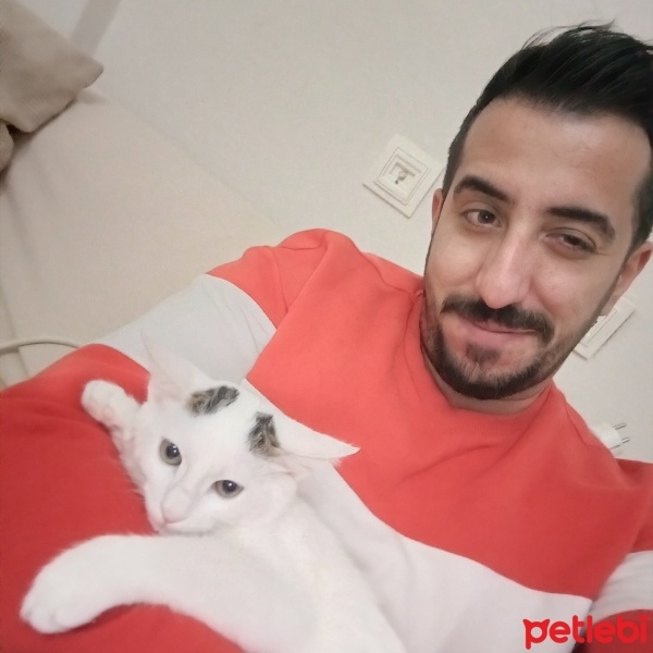 Tekir Kedi, Kedi  Pamuk fotoğrafı