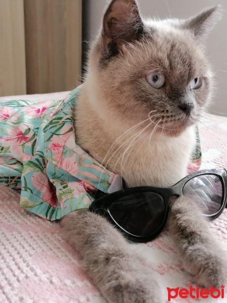 British Shorthair, Kedi  Luna fotoğrafı