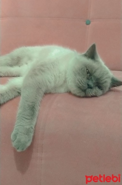British Shorthair, Kedi  Luna fotoğrafı