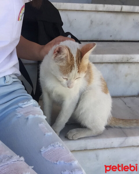 Tekir Kedi, Kedi  Daisy fotoğrafı