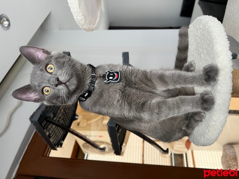 Soke, Kedi  Tom fotoğrafı