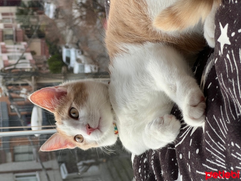 Soke, Kedi  Cooper fotoğrafı