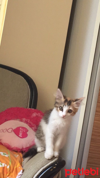 Tekir Kedi, Kedi  Çilek  fotoğrafı