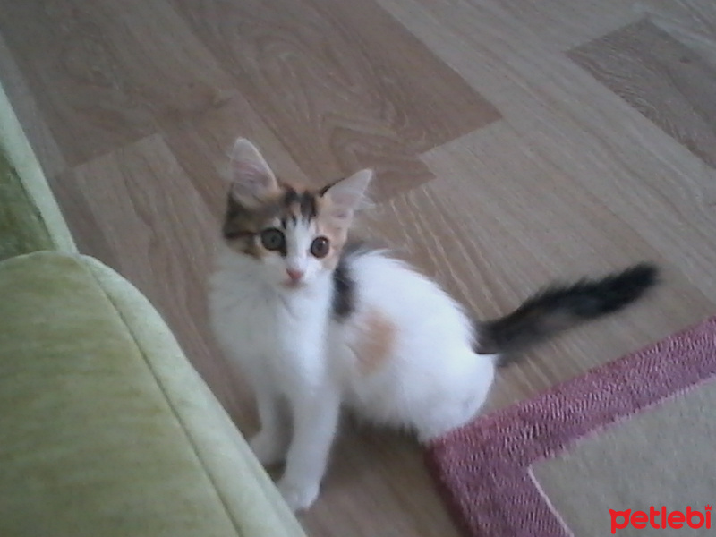Tekir Kedi, Kedi  Çilek  fotoğrafı