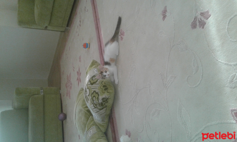 Tekir Kedi, Kedi  Çilek  fotoğrafı