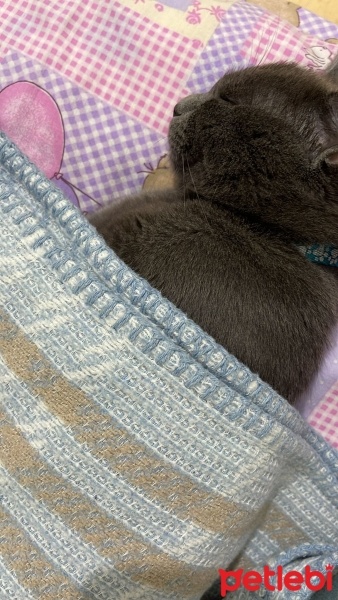 Mavi Rus, Kedi  yumak fotoğrafı