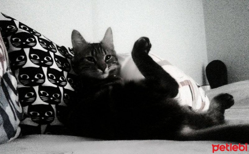 Tekir Kedi, Kedi  Arthur fotoğrafı