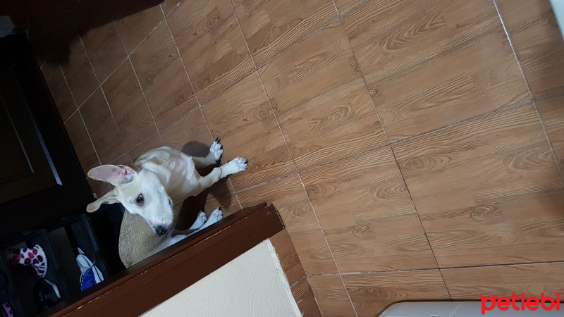 Dogo Arjantin, Köpek  Eno fotoğrafı