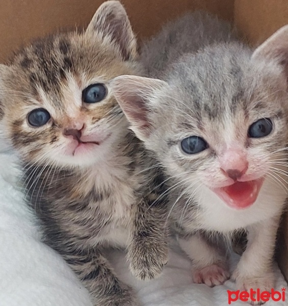 Tekir Kedi, Kedi  Duman Yaman fotoğrafı