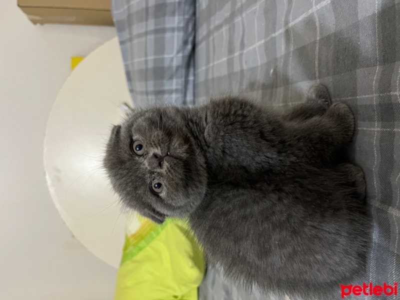 Scottish Fold, Kedi  Minnik fotoğrafı