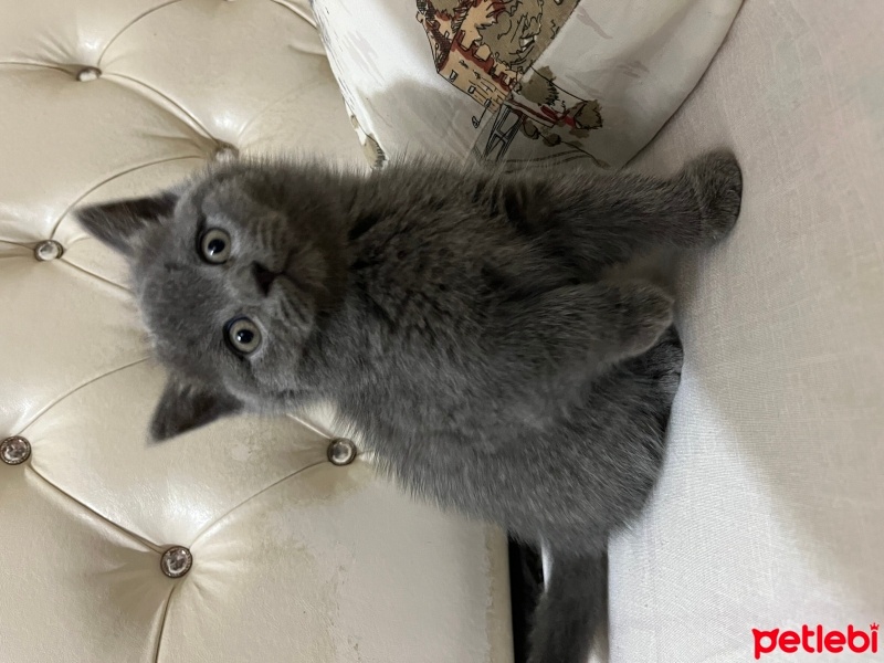 Scottish Fold, Kedi  Boncuk fotoğrafı