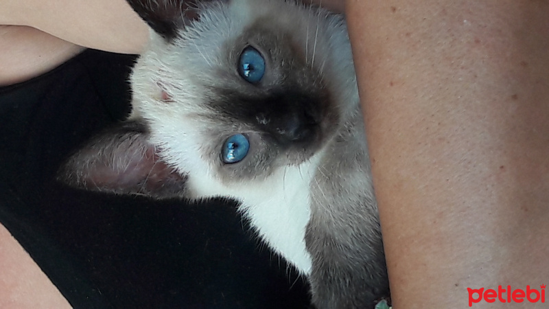 Siyam Kedisi, Kedi  Duman fotoğrafı