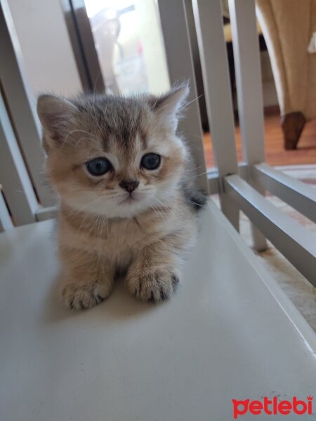 British Shorthair, Kedi  Karamel fotoğrafı